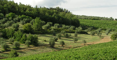 campi campi